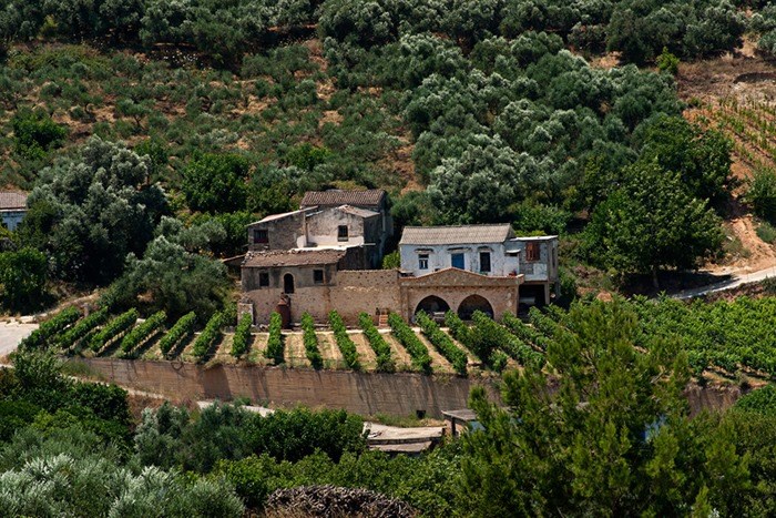 Olive Oil and Wine tasting at Anoskeli Winery